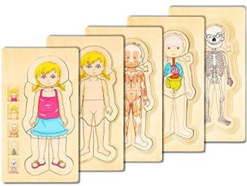 1 human body puzzle toys 5 layer wooden puzzle body structure original imafa74j2bukznpe Puzzle "Anatomy Girl"